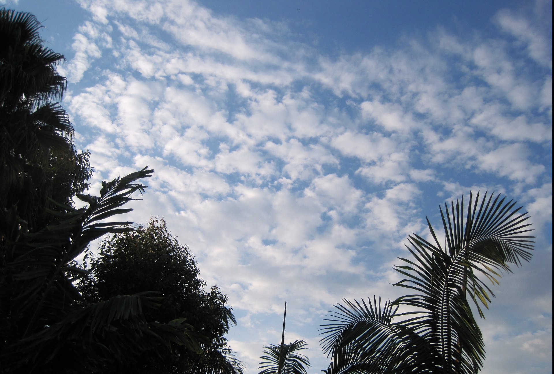 sky clouds flocky free photo