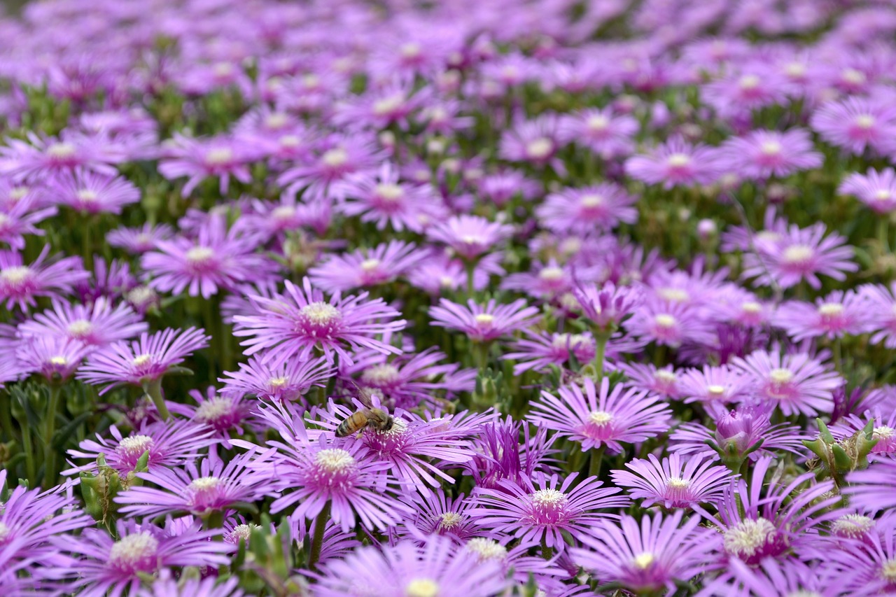 shine  flowers  purple free photo