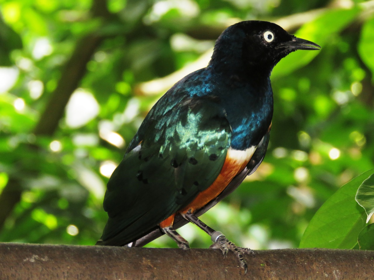 shining bird colorful tree branch sitting free photo