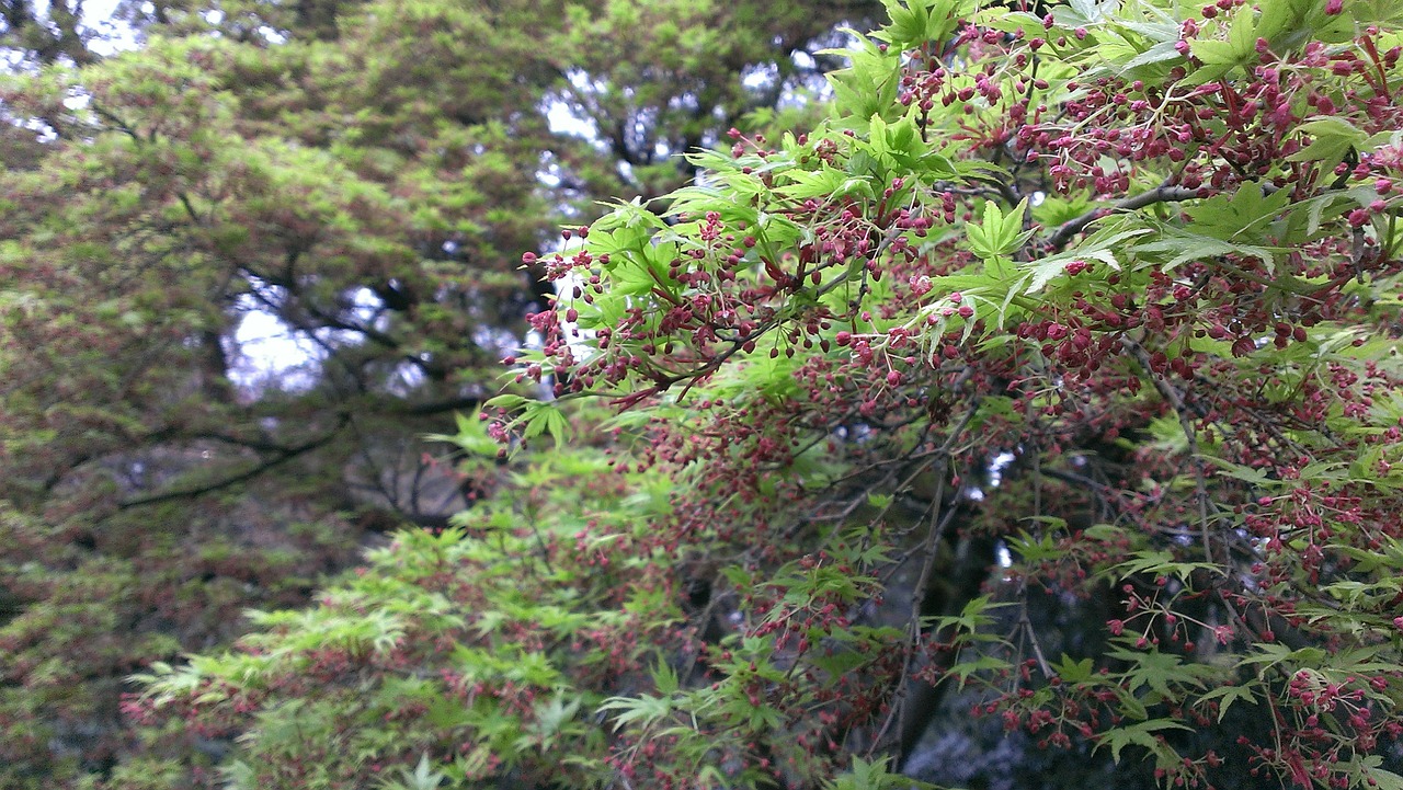 shinjuku gyoen spring momiji free photo