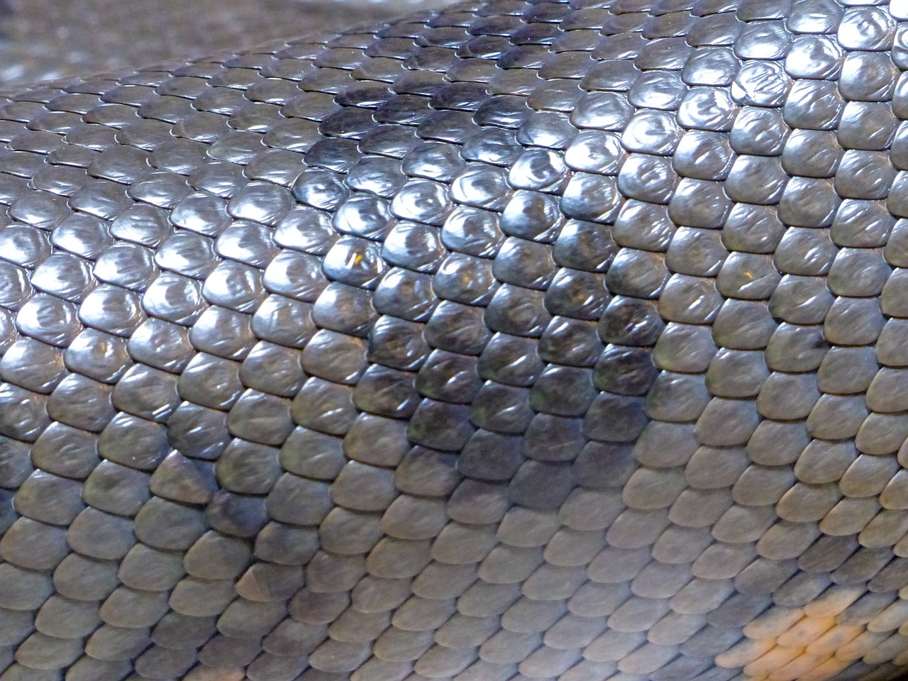 shiny snake skin free photo