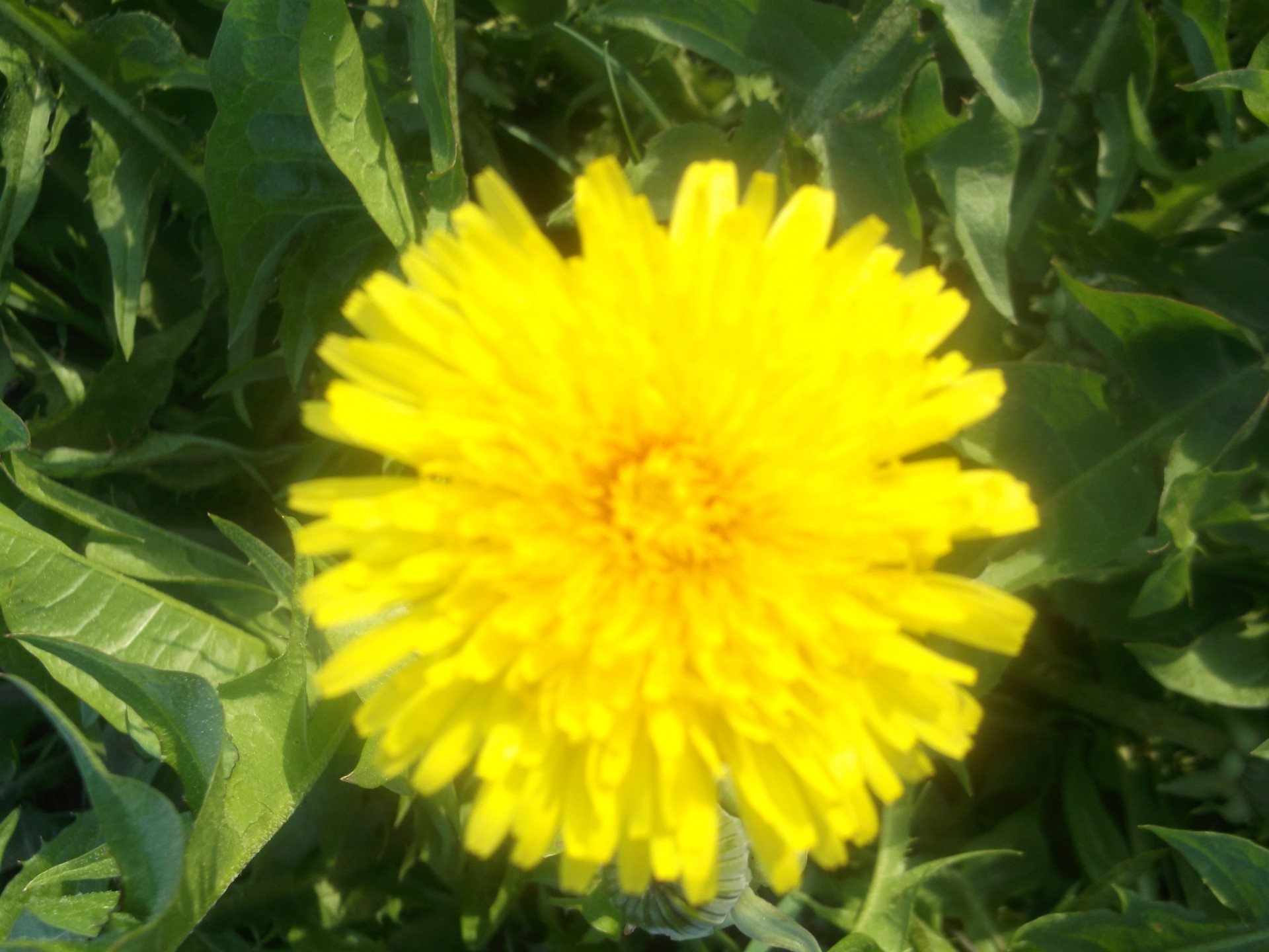 spring dandelion sun free photo