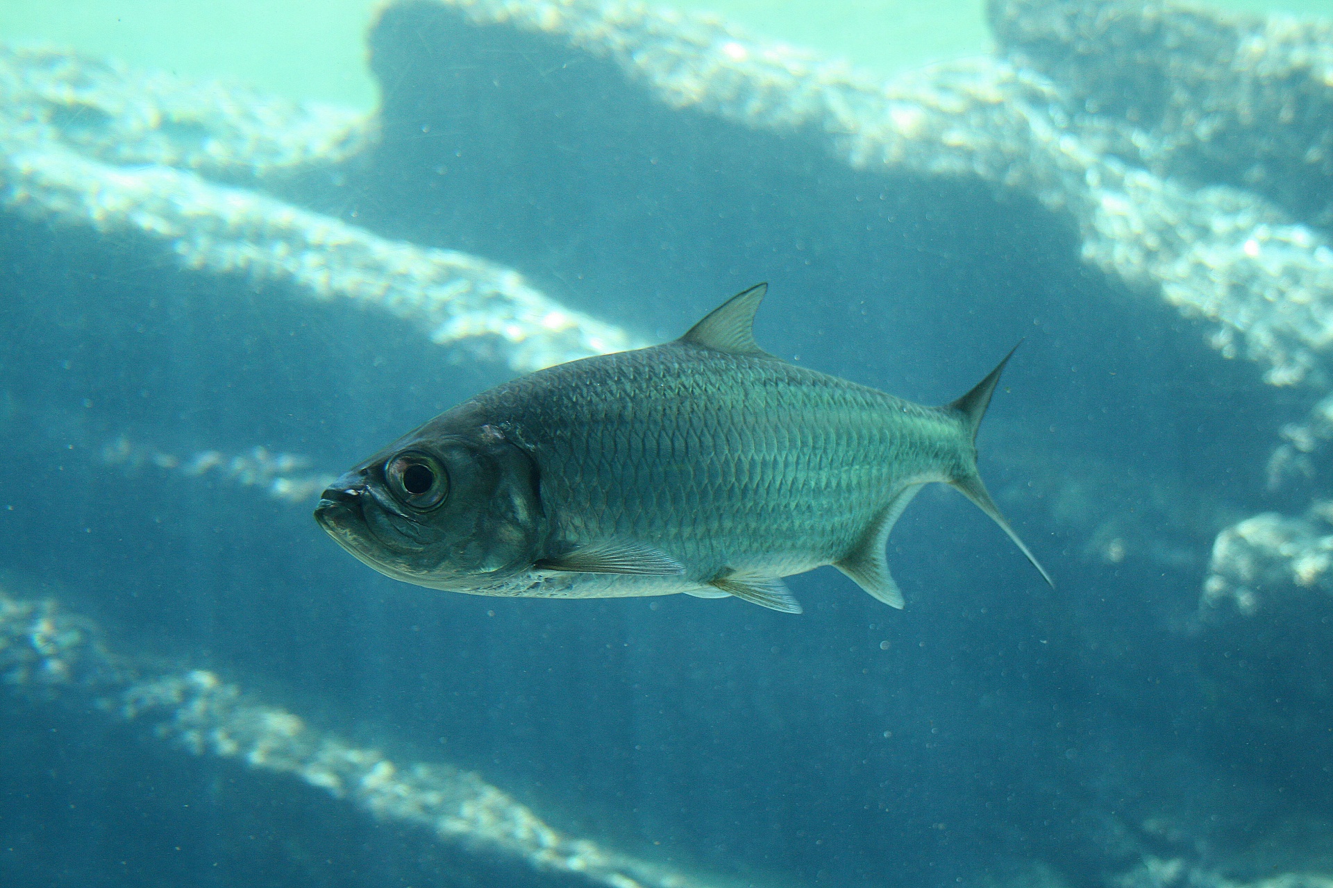 aquarium water tank free photo