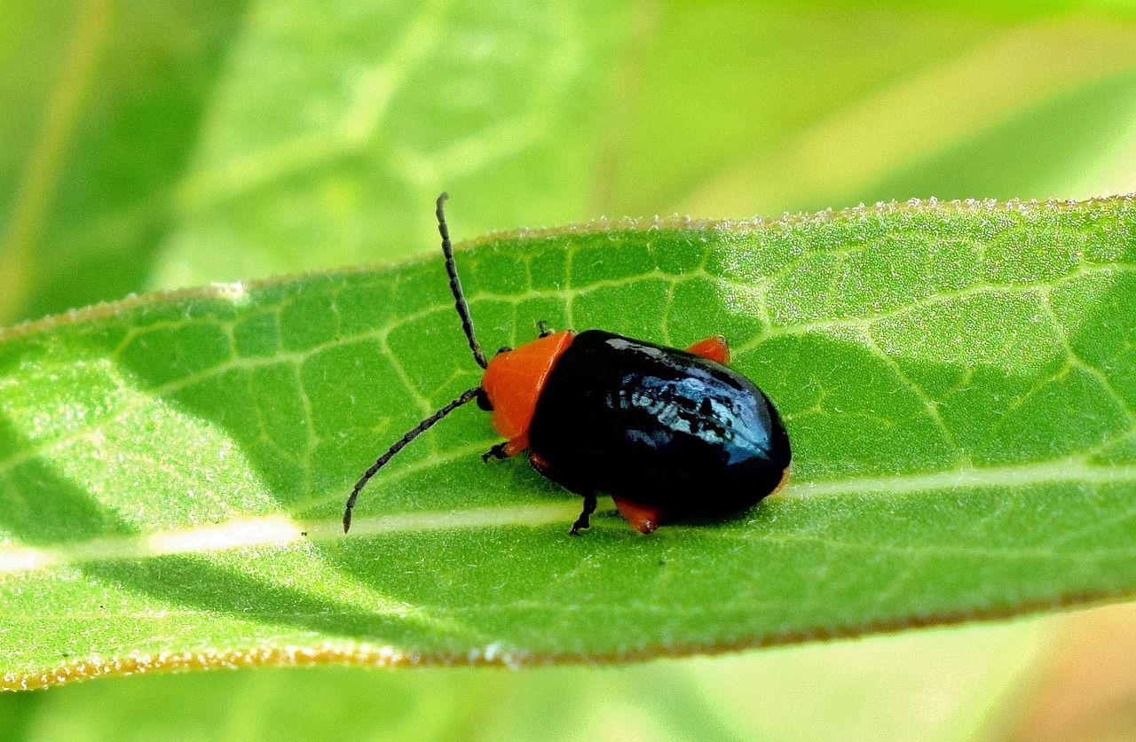 shiny flea beetle beetle bug free photo