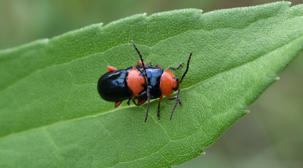 shiny flea beetle beetle beetles free photo