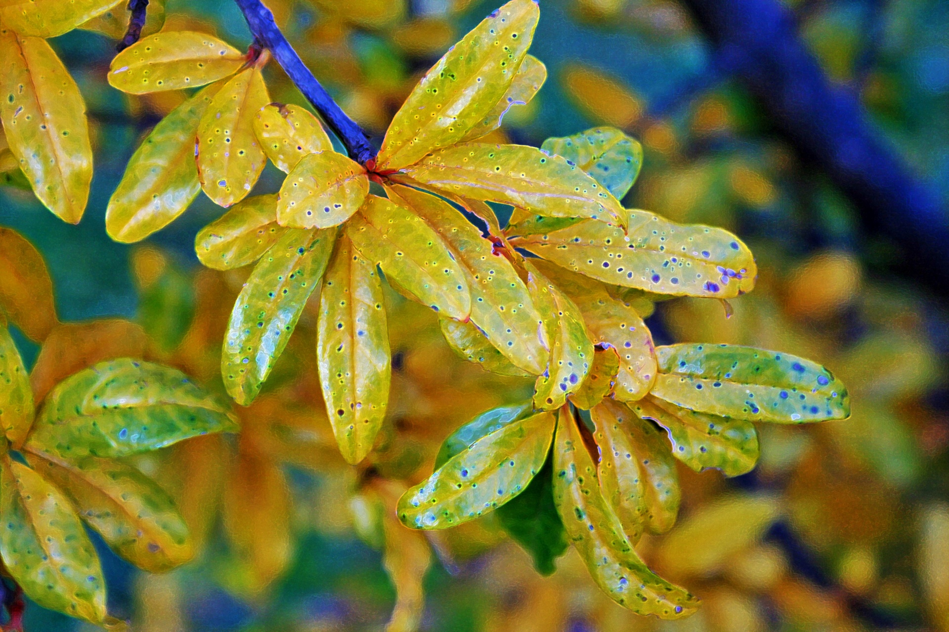 leaves slim yellow free photo