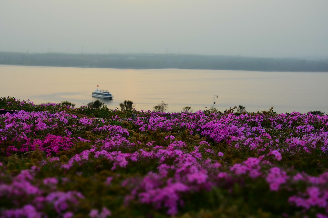 ship  flowering  plant free photo