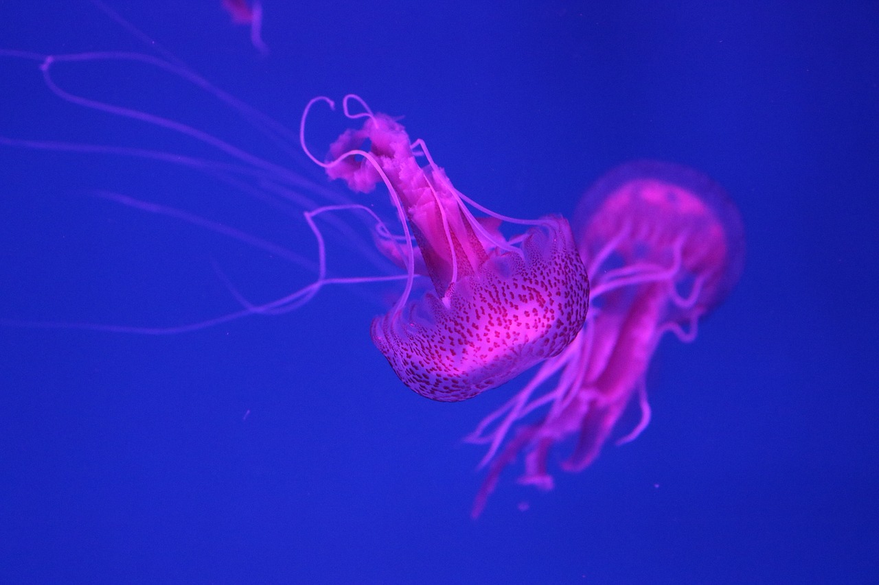shipped jellyfish deeply free photo