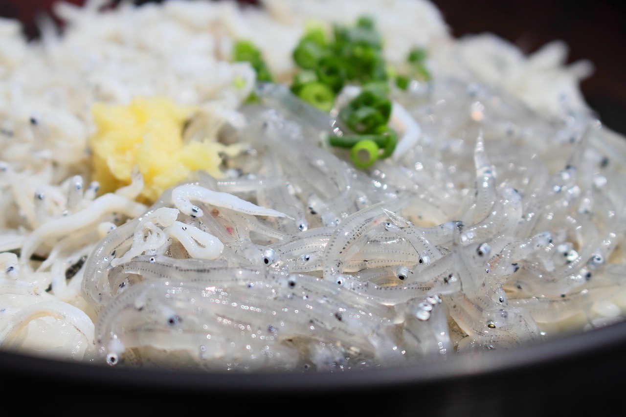 shirasu whitebait tagonoura free photo