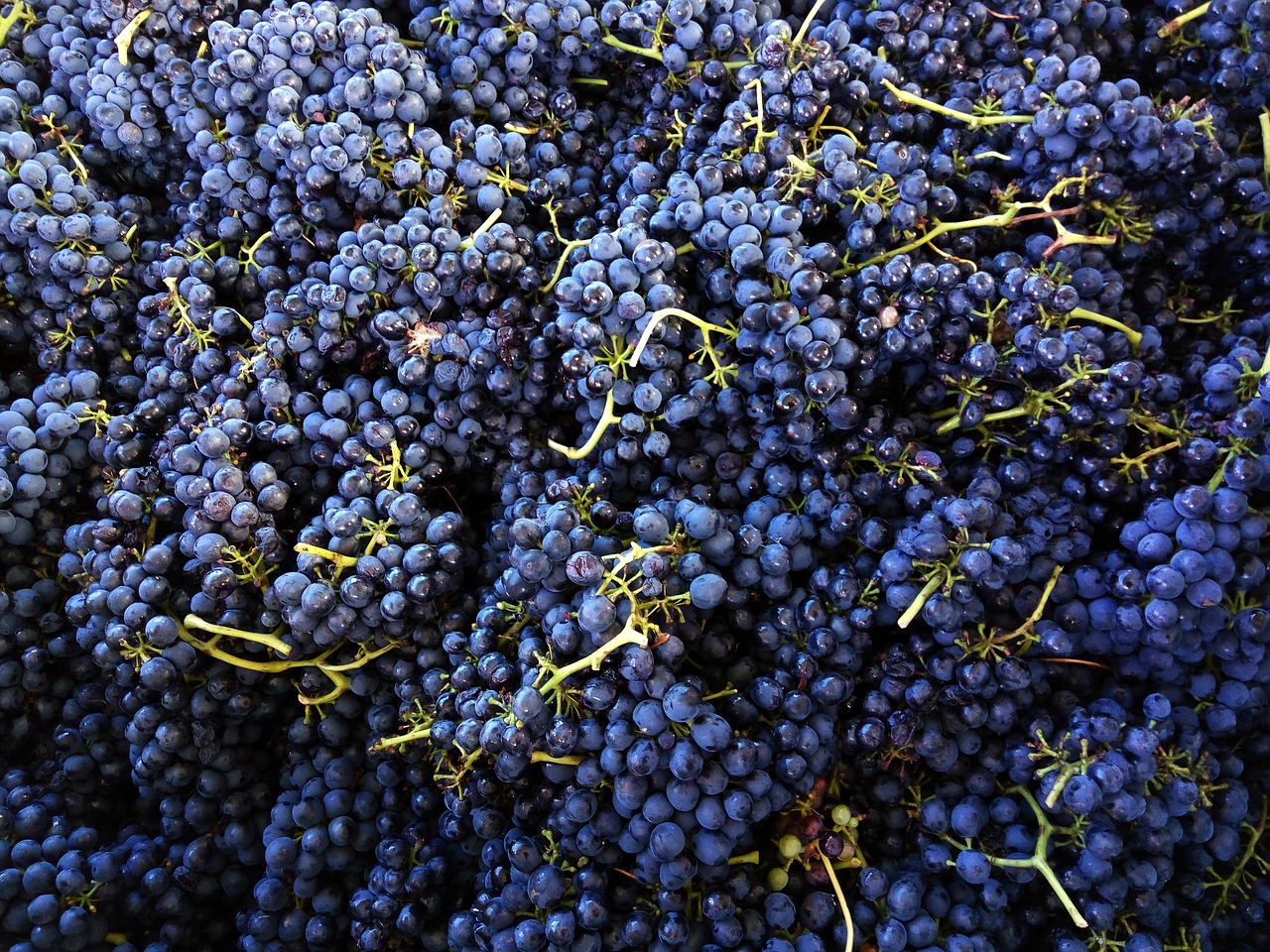 shiraz grapes wine free photo