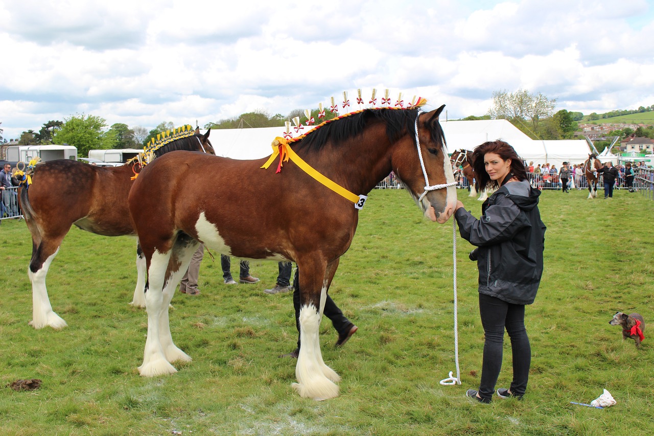 shire horse otley free photo
