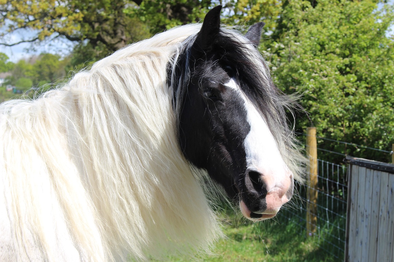 shire horse otley free photo