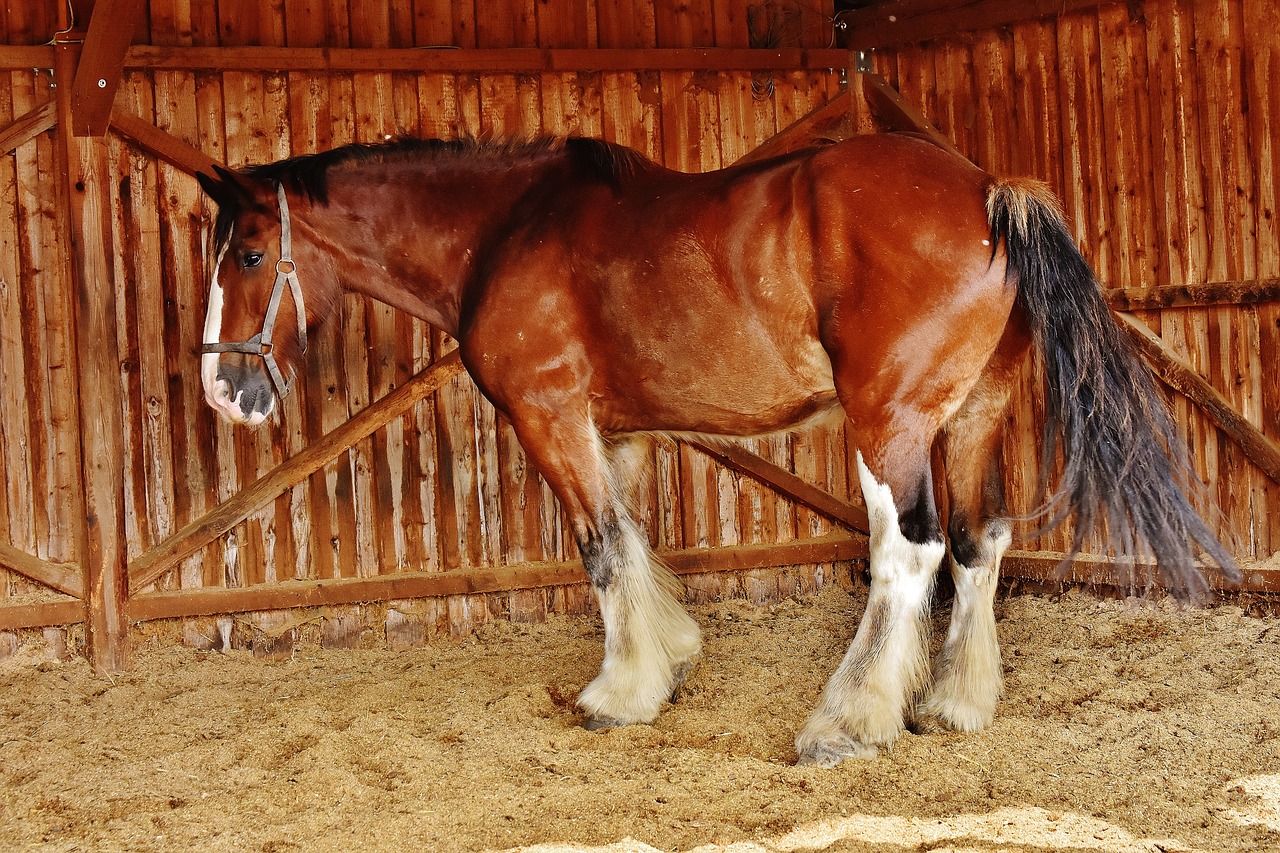 shire horse horse big horse free photo