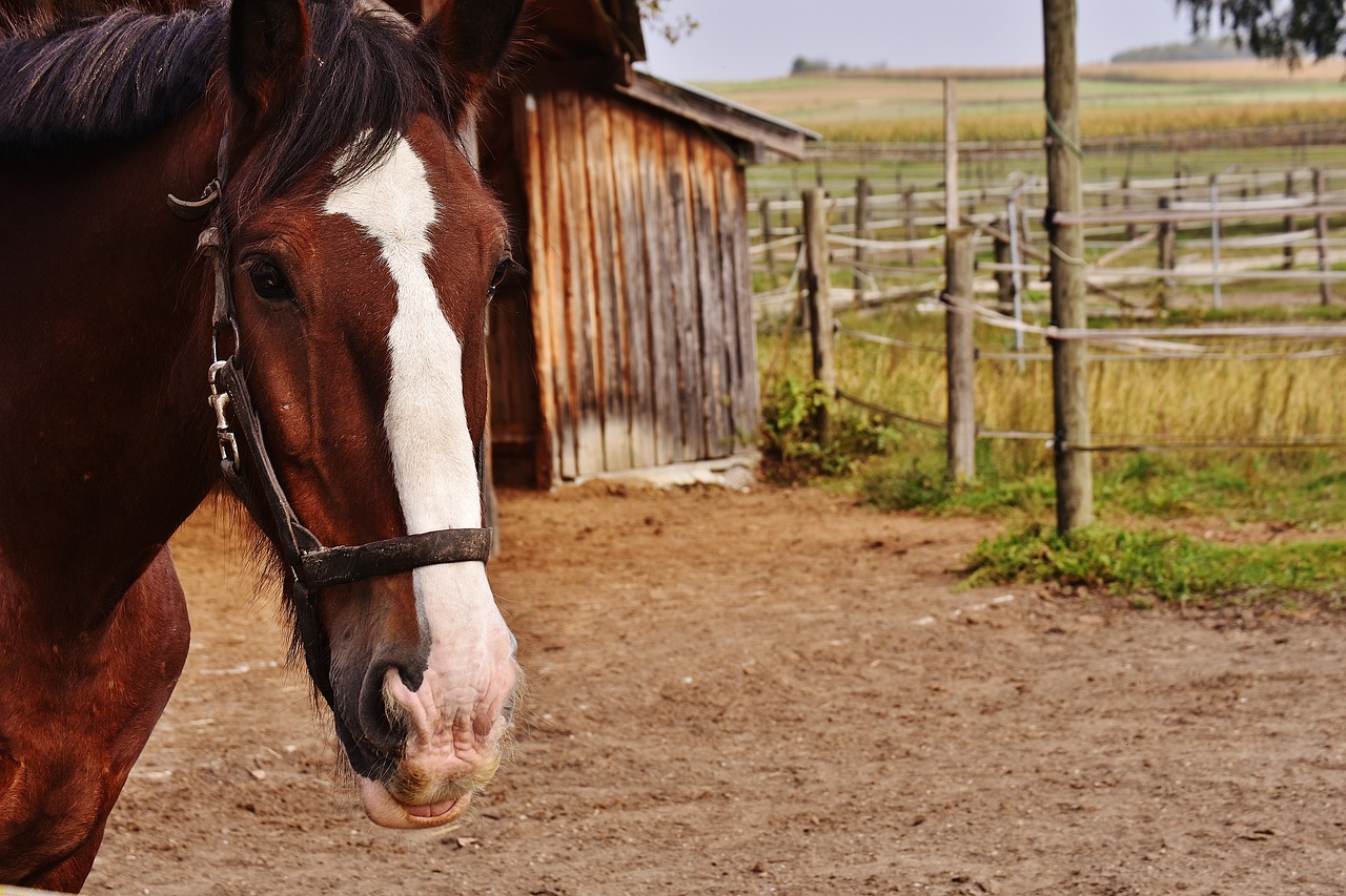 shire horse horse big horse free photo