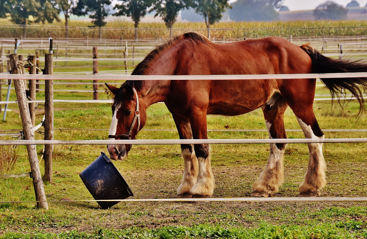 shire horse horse play free photo