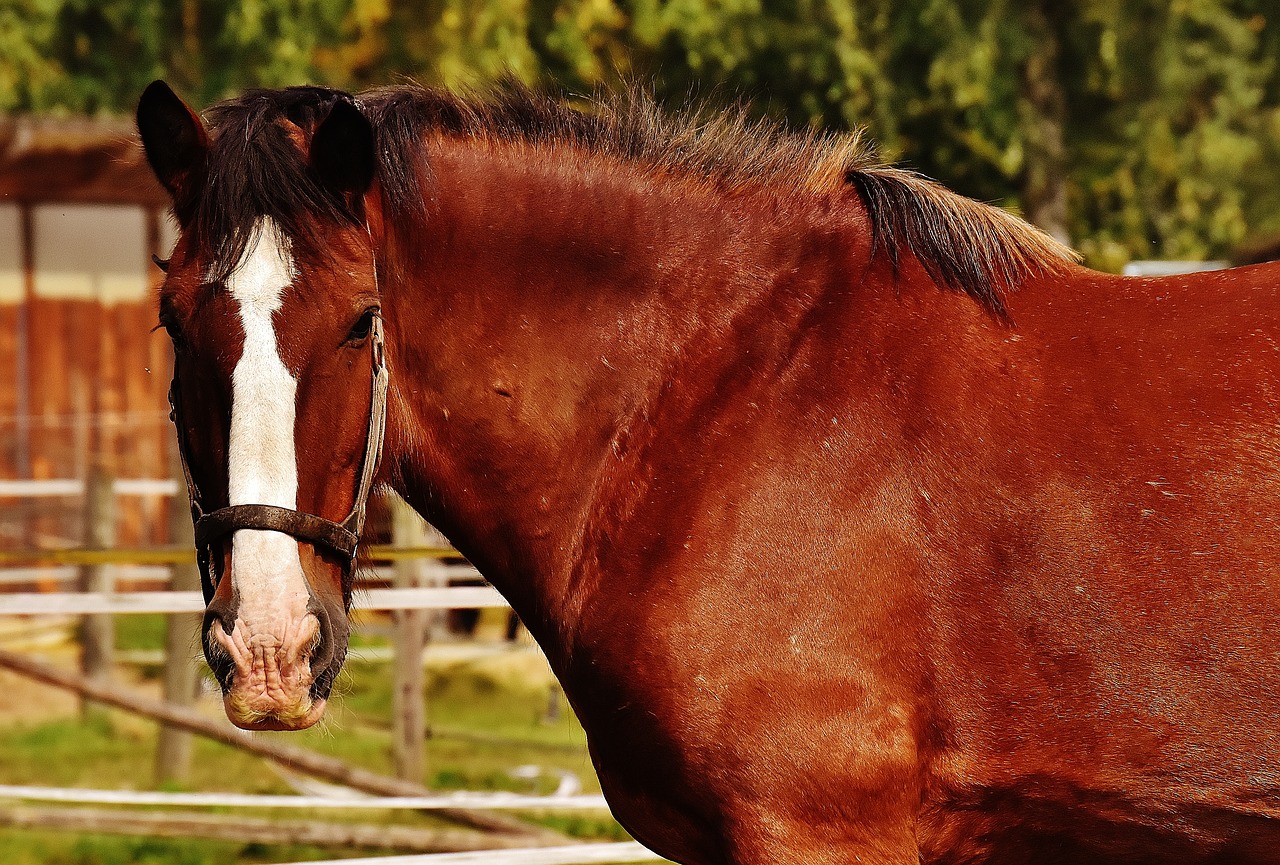 shire horse horse big horse free photo