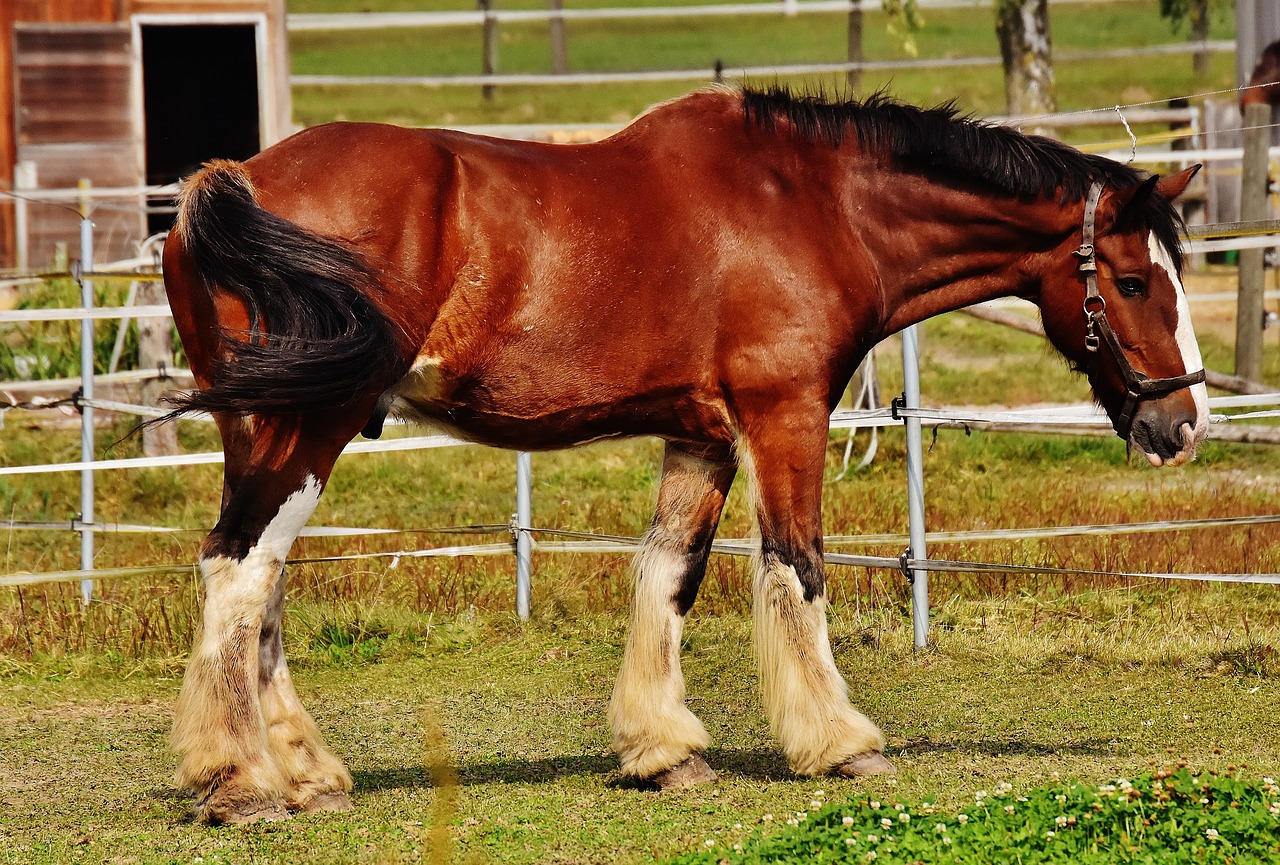 shire horse horse big horse free photo