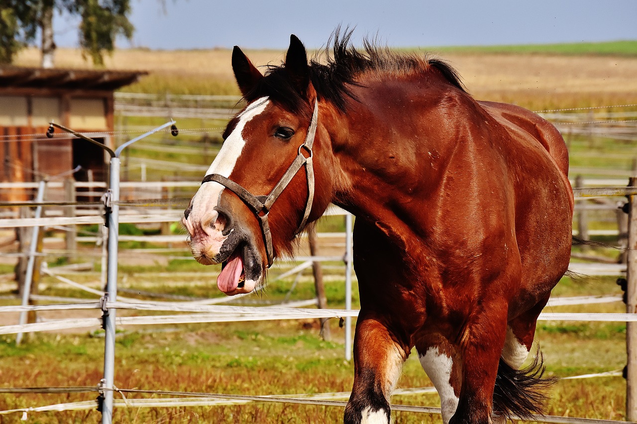 shire horse horse stick out tongue free photo