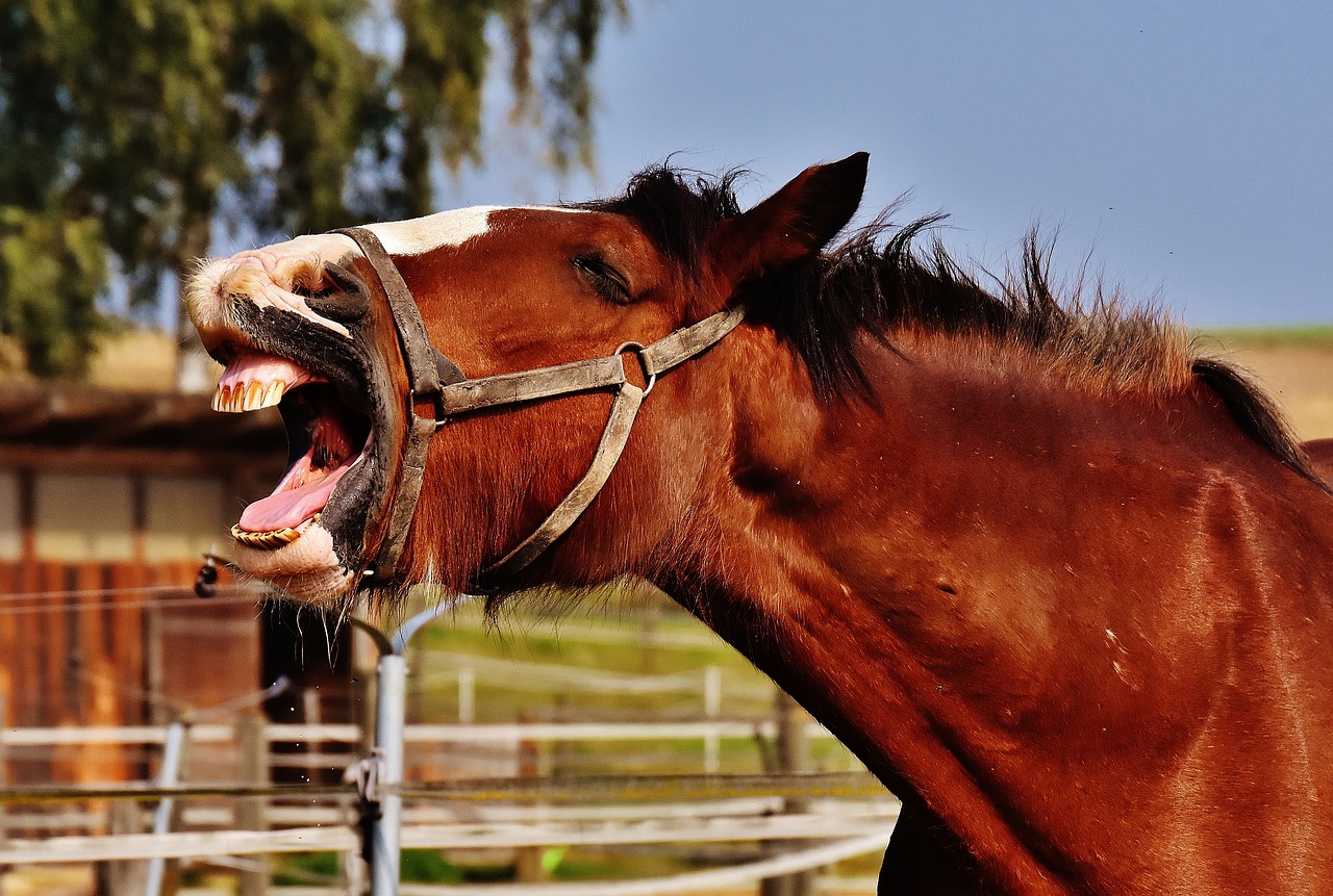 shire horse horse stick out tongue free photo