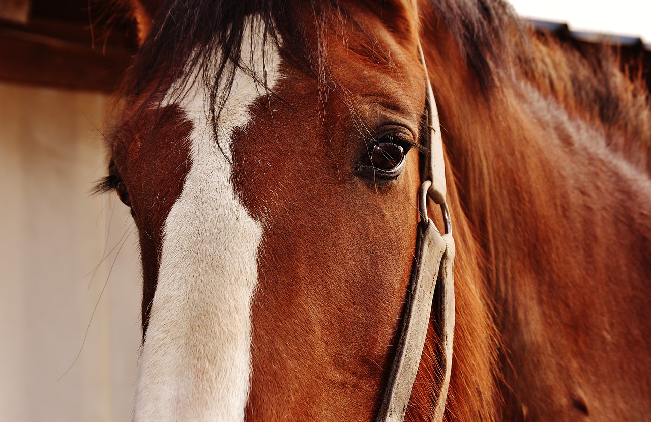 shire horse horse big horse free photo