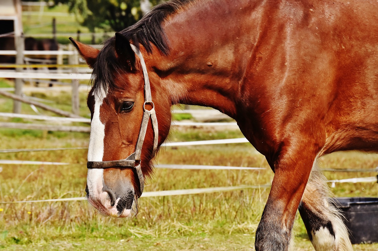 shire horse horse big horse free photo