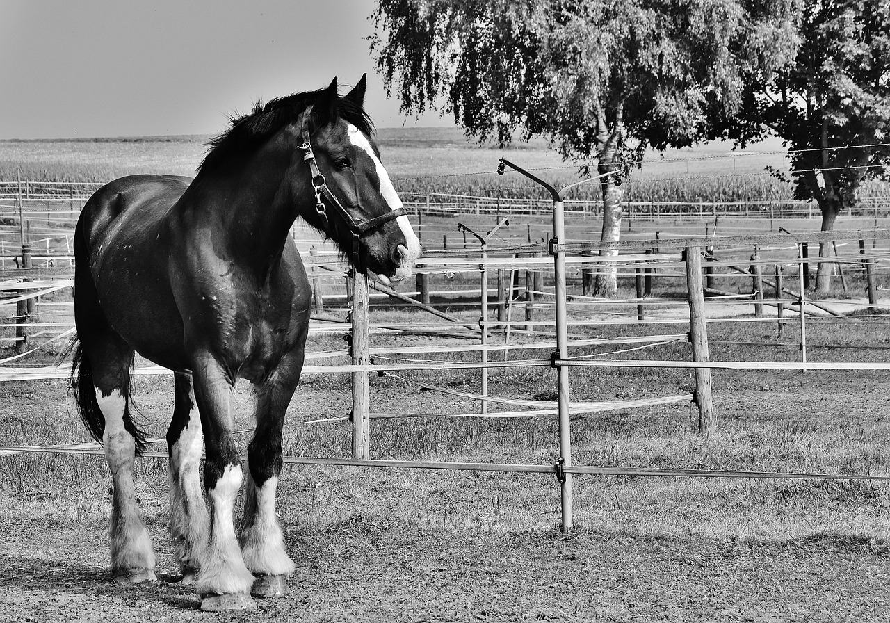 shire horse horse big horse free photo