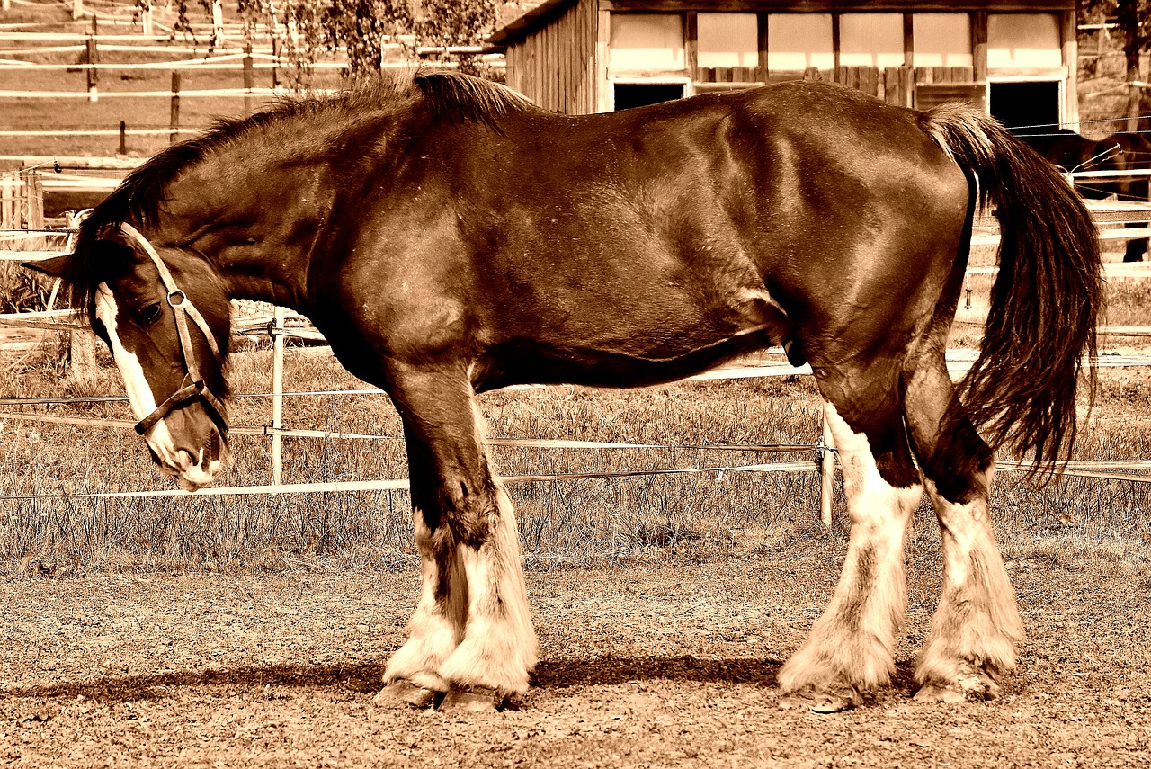 shire horse horse big horse free photo