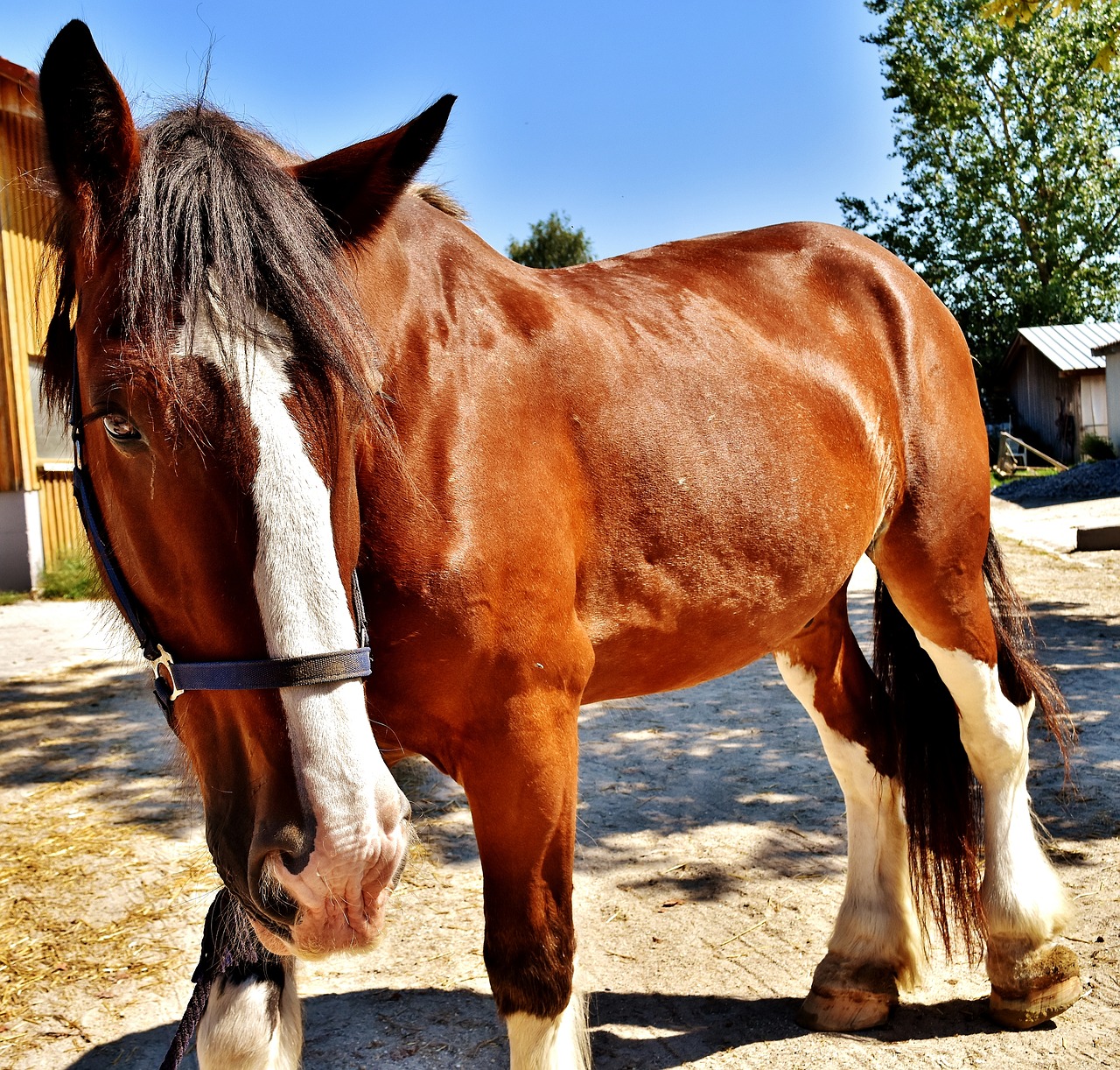 shire horse horse big horse free photo