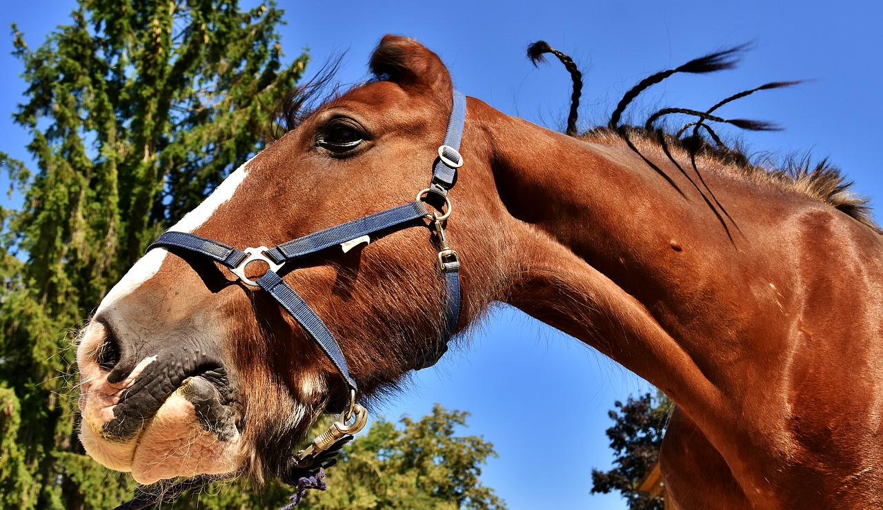 shire horse horse big horse free photo