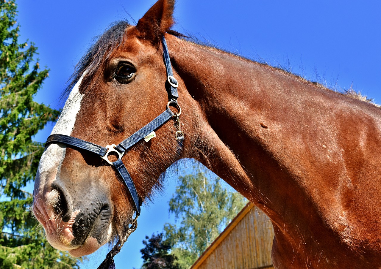 shire horse horse big horse free photo