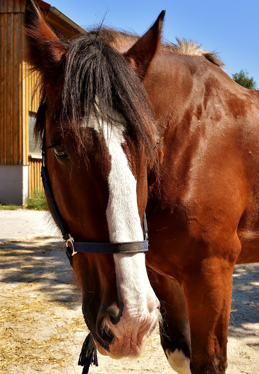 shire horse horse big horse free photo