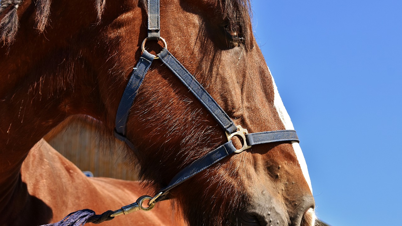 shire horse horse big horse free photo