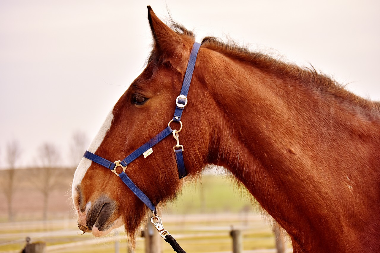 shire horse horse big horse free photo