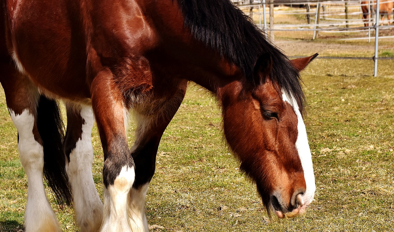 shire horse horse coupling free photo