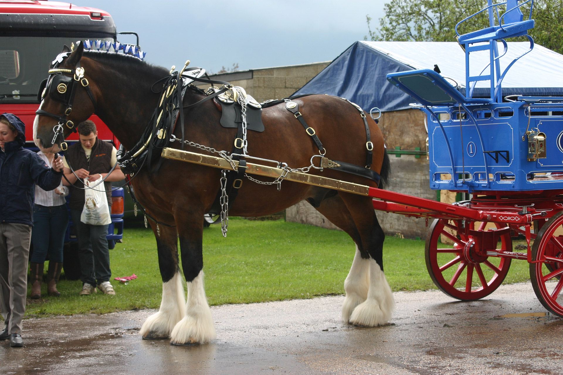 shire horse heavy horse cart free photo