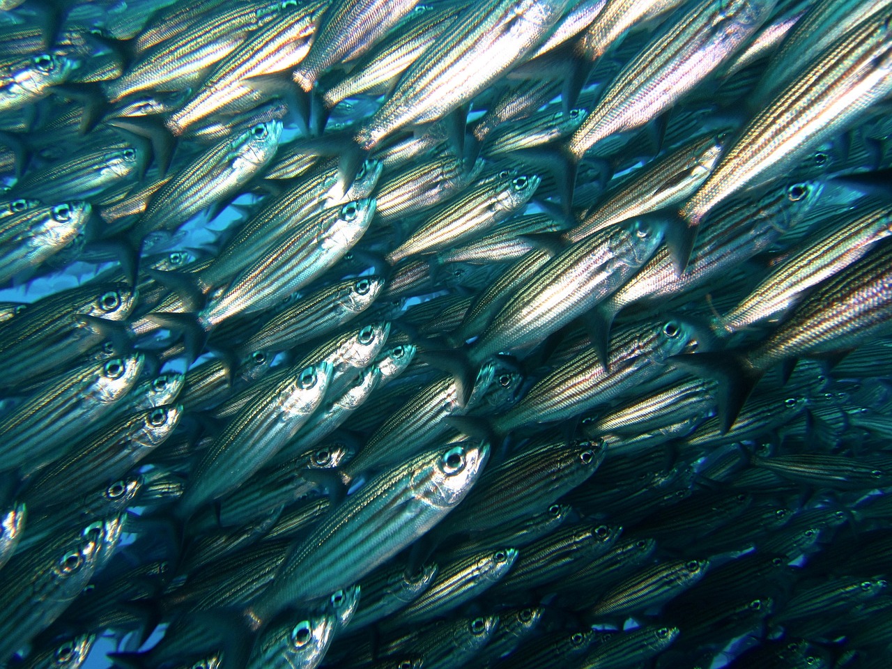 shoal fish galapagos free photo