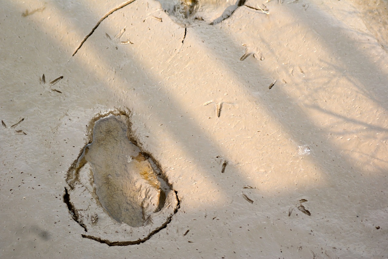 shoals footprints birds free photo