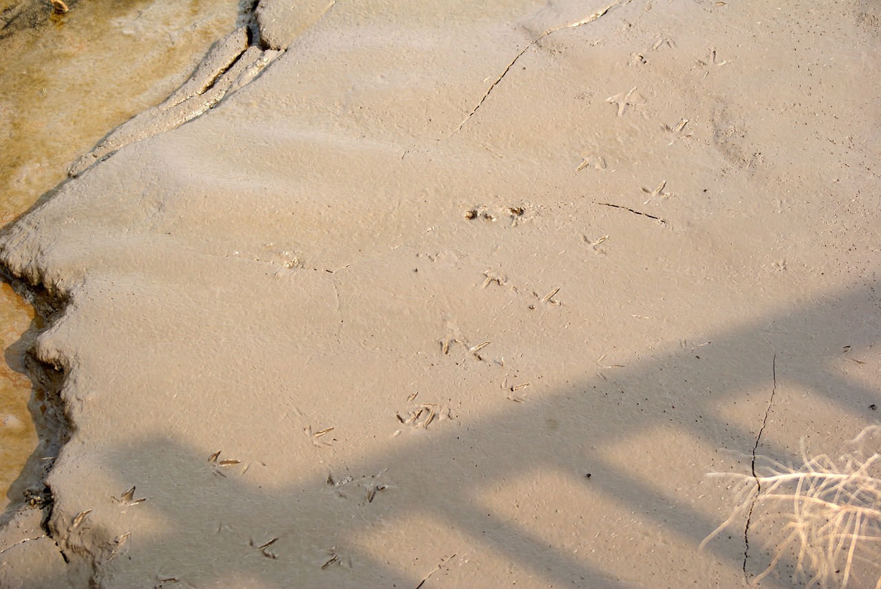shoals footprints birds free photo