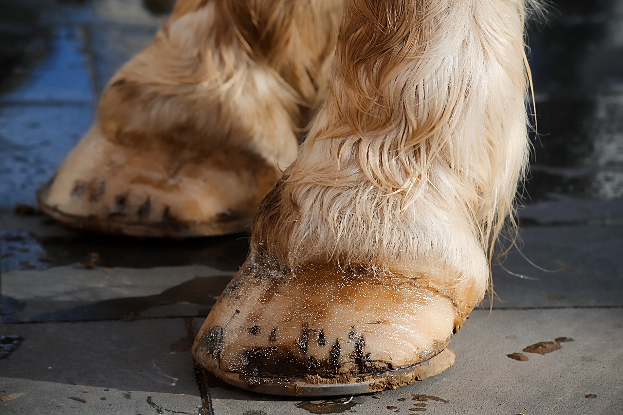 shoe horse equine free photo