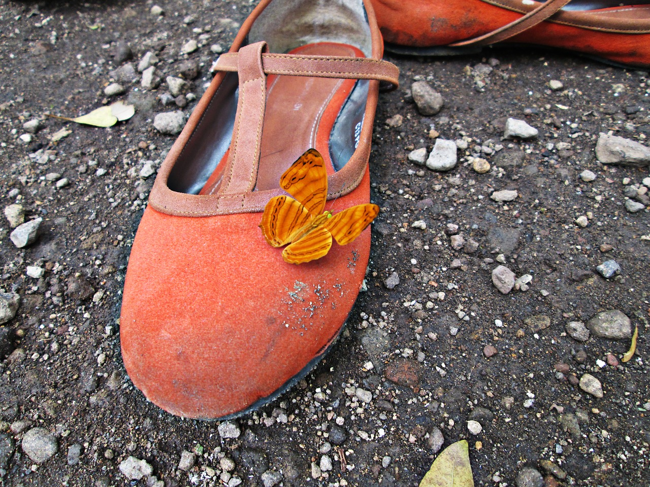 shoe butterfly natural free photo