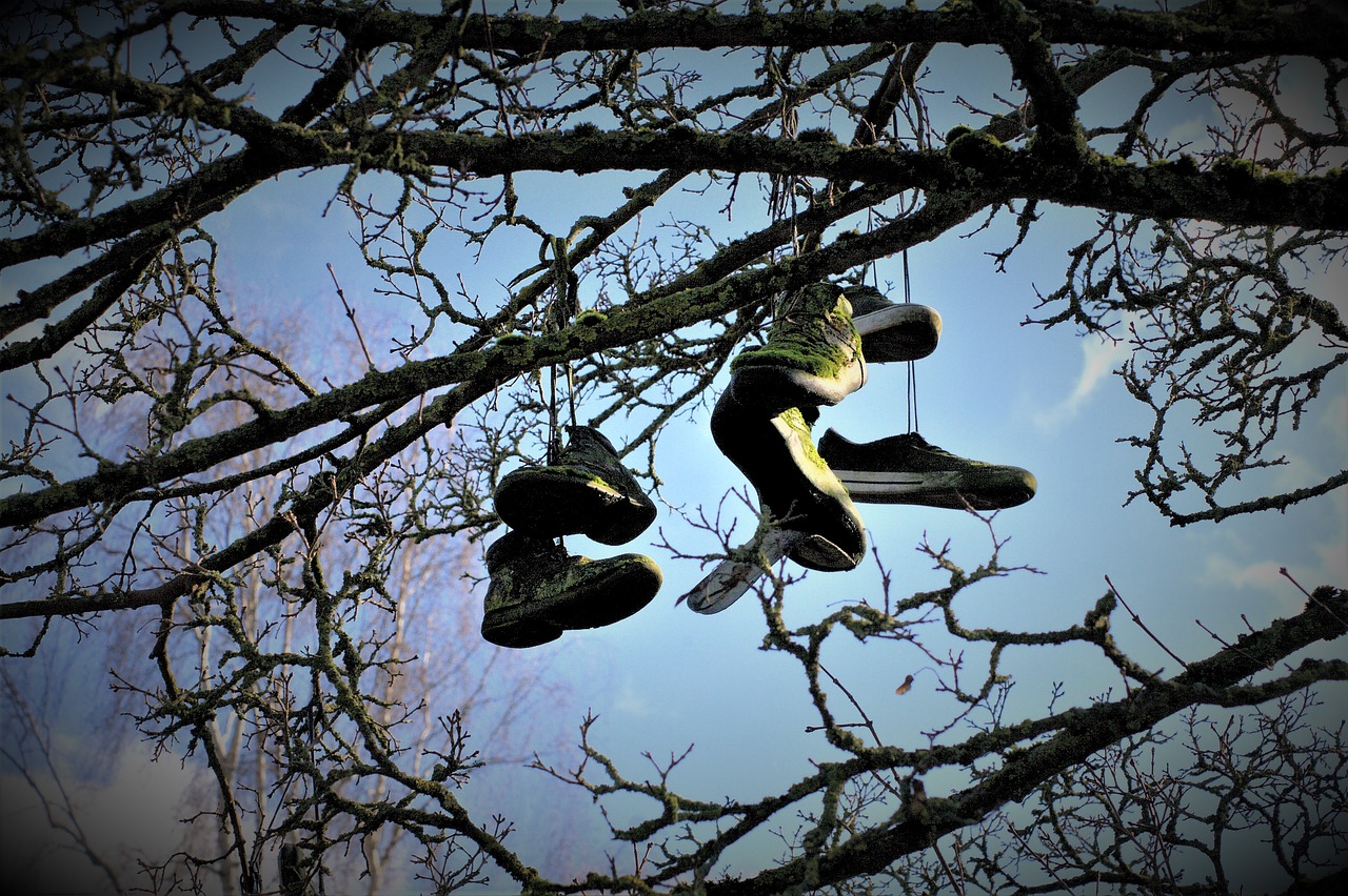 shoe tree skaters free photo