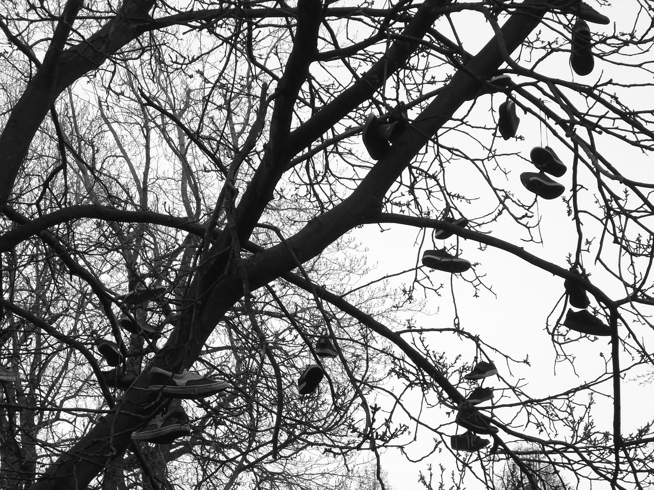 shoes tree strange free photo