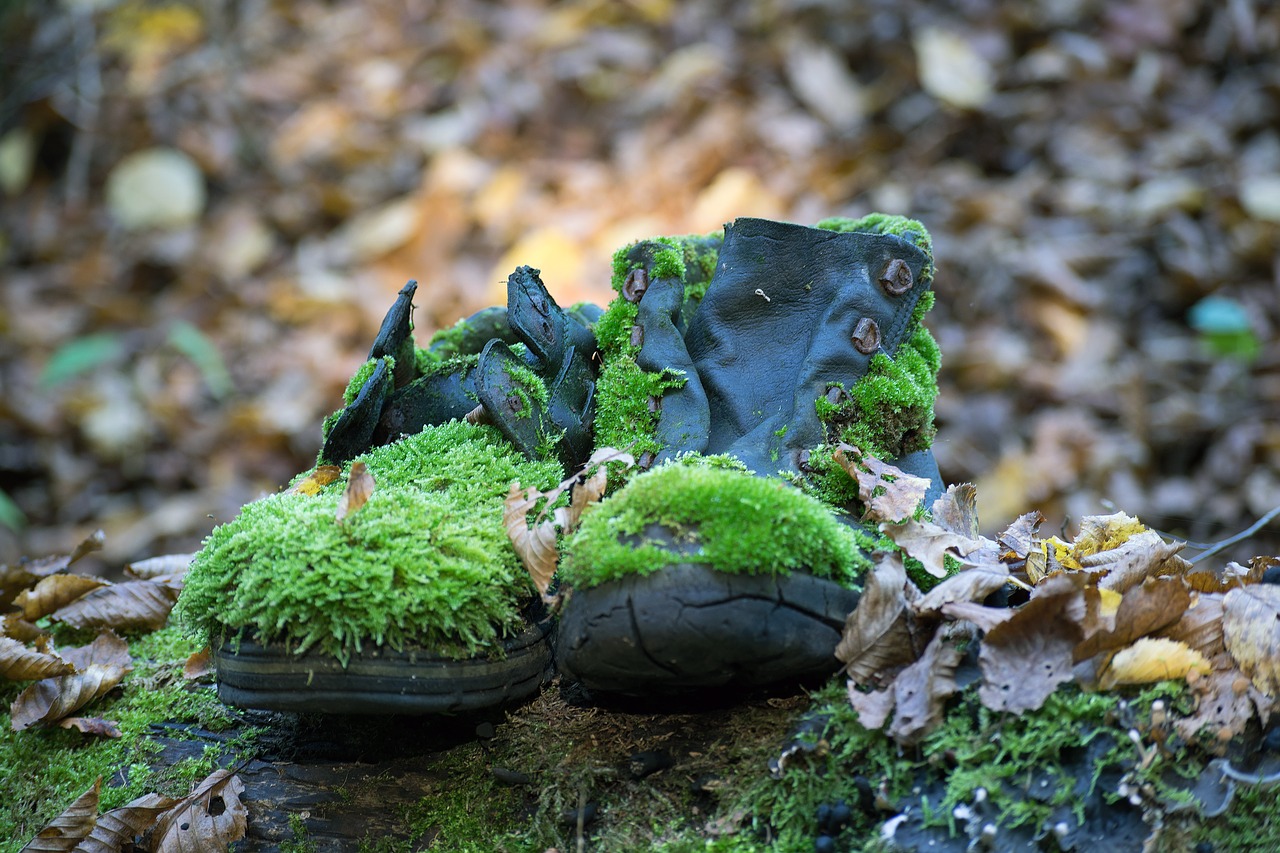 shoes moss forest free photo