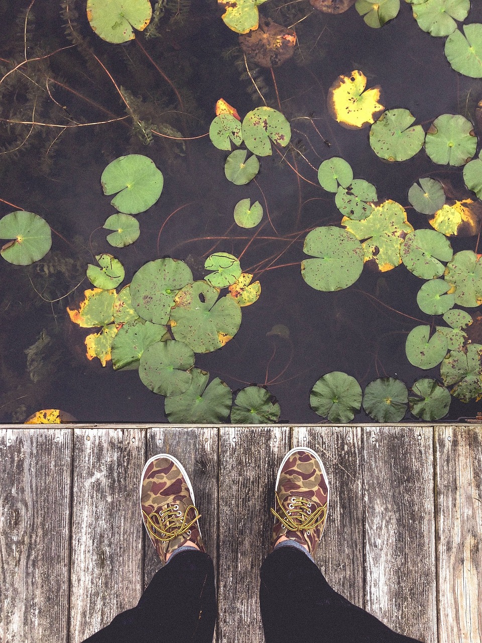 shoes laces dock free photo