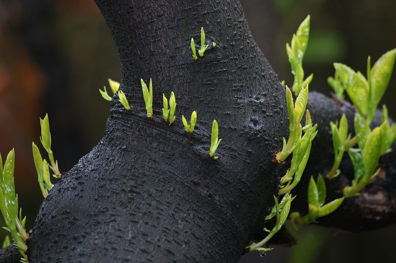 shoots nature leaf free photo