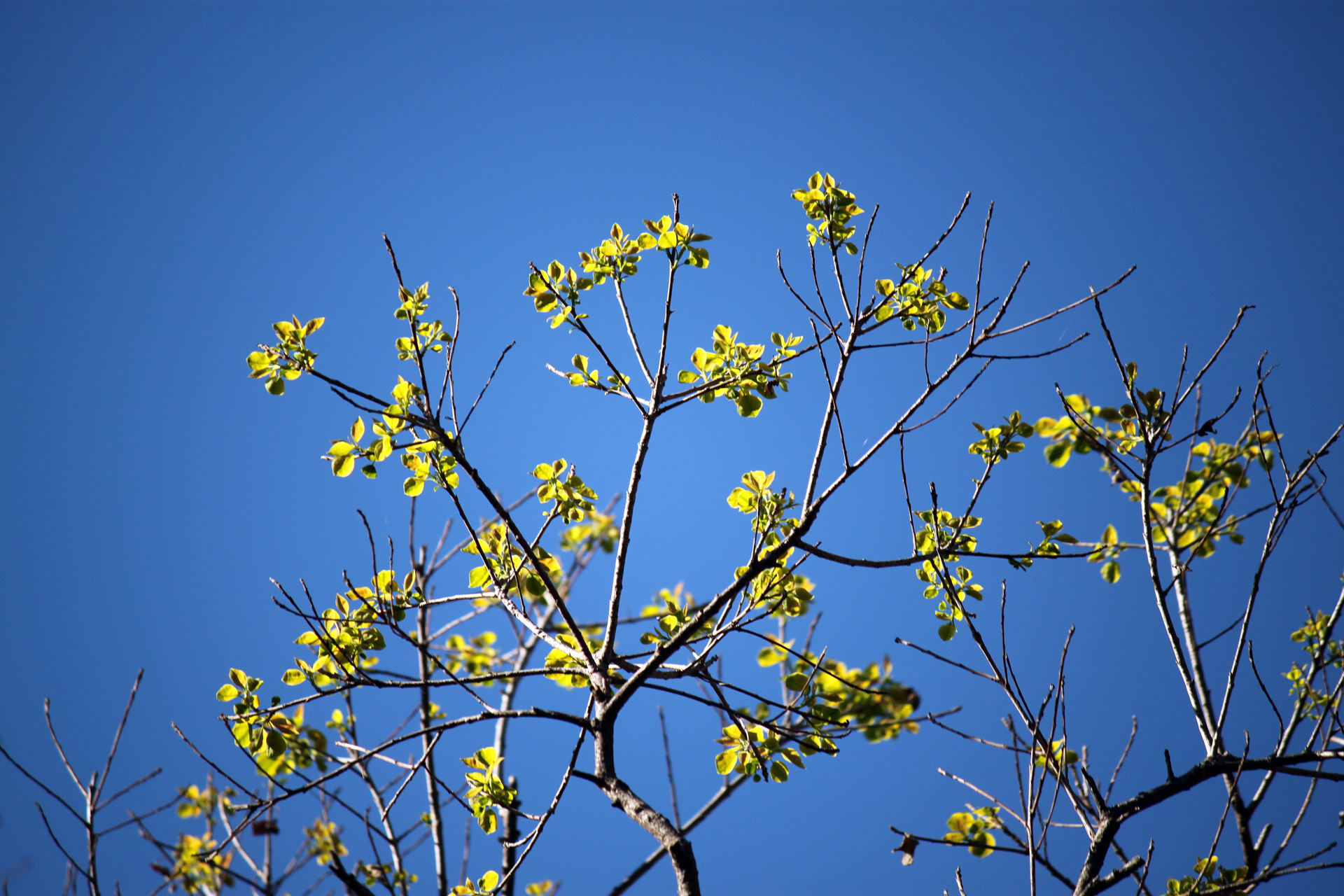 sydney royal botanic garden new leaves shoots in the spring free photo