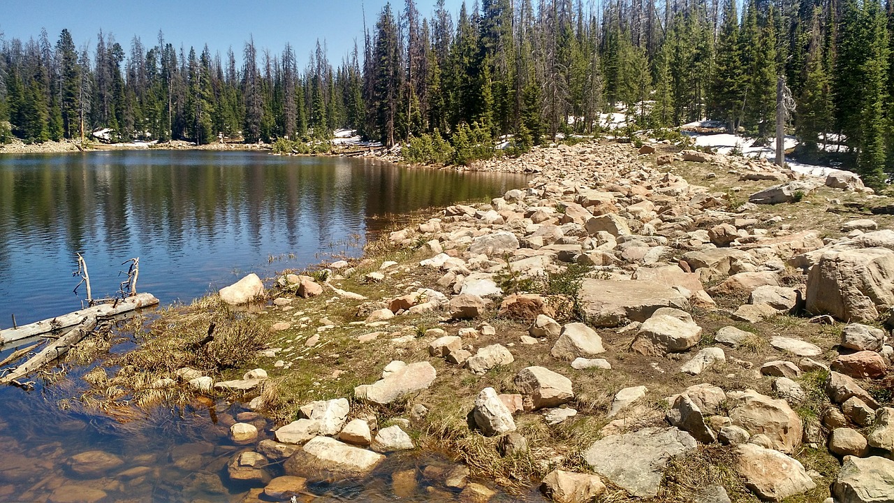 shore lake trees free photo