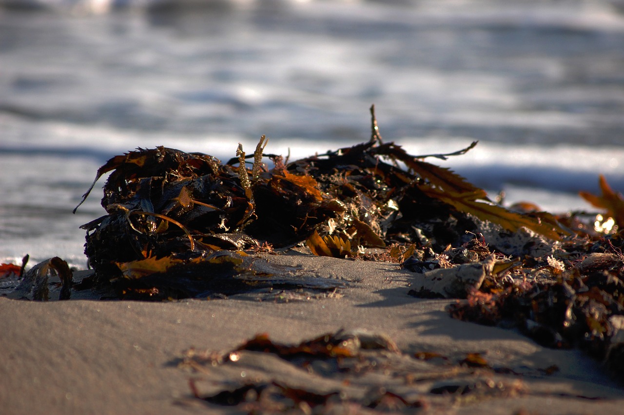 shore seaside coastline free photo