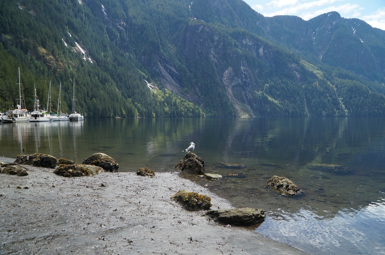 shore  ocean  fjord free photo