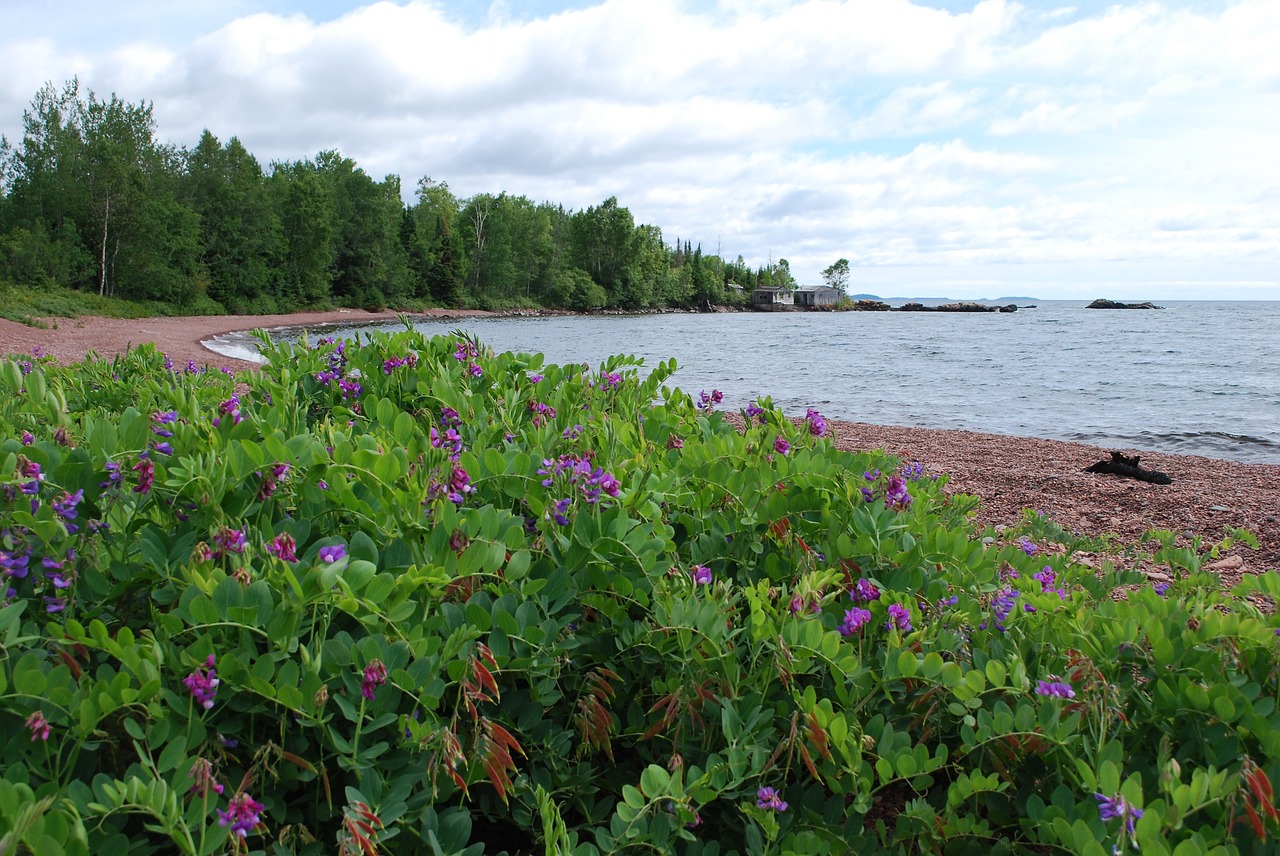 shore  purple flower  lake free photo